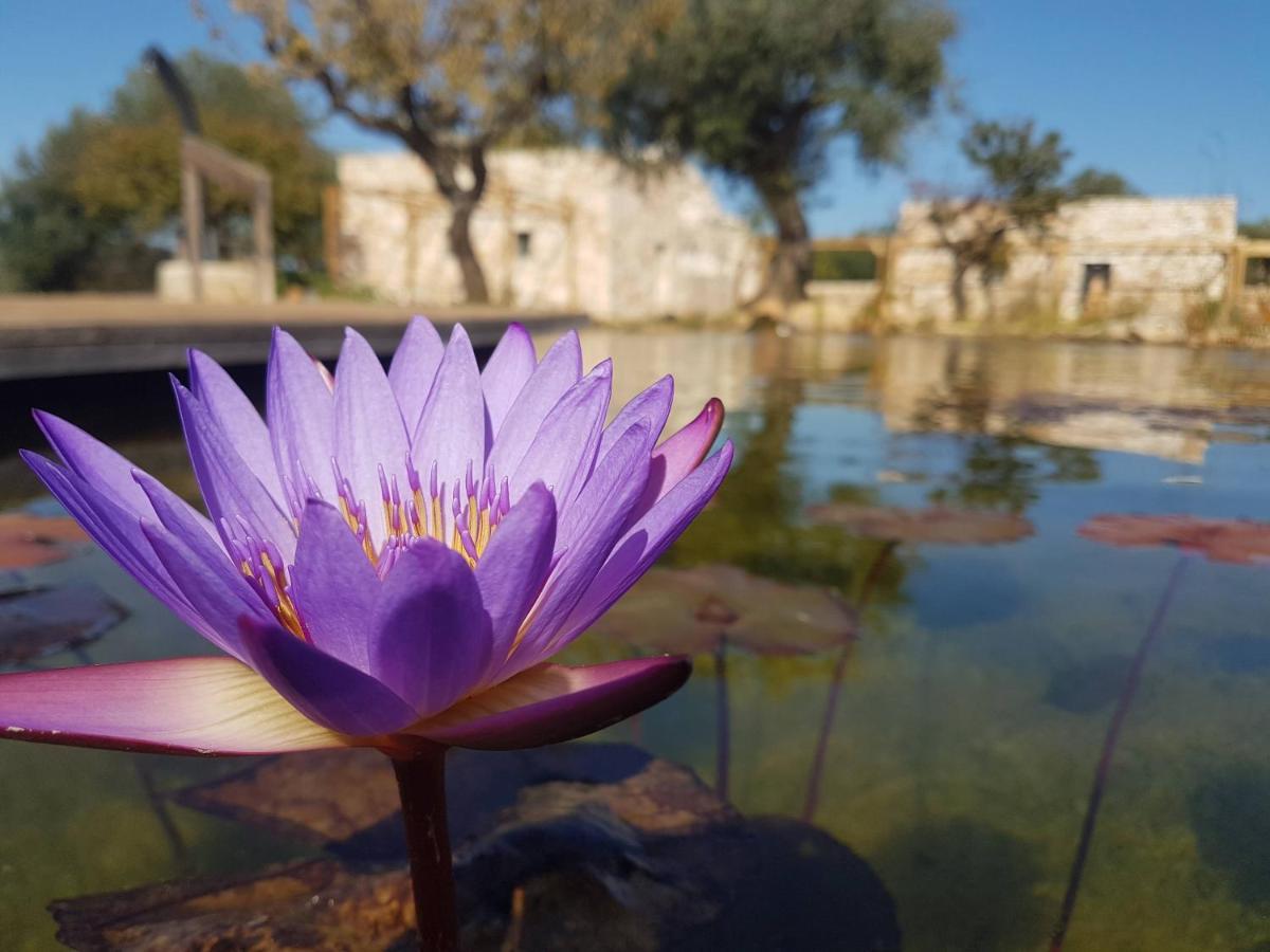 Il Fiore Della Vita Trulli Country House Conversano Dış mekan fotoğraf