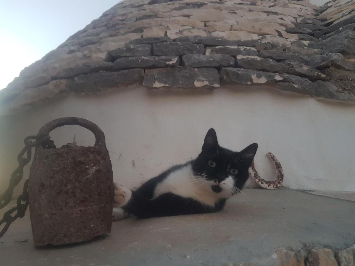 Il Fiore Della Vita Trulli Country House Conversano Dış mekan fotoğraf
